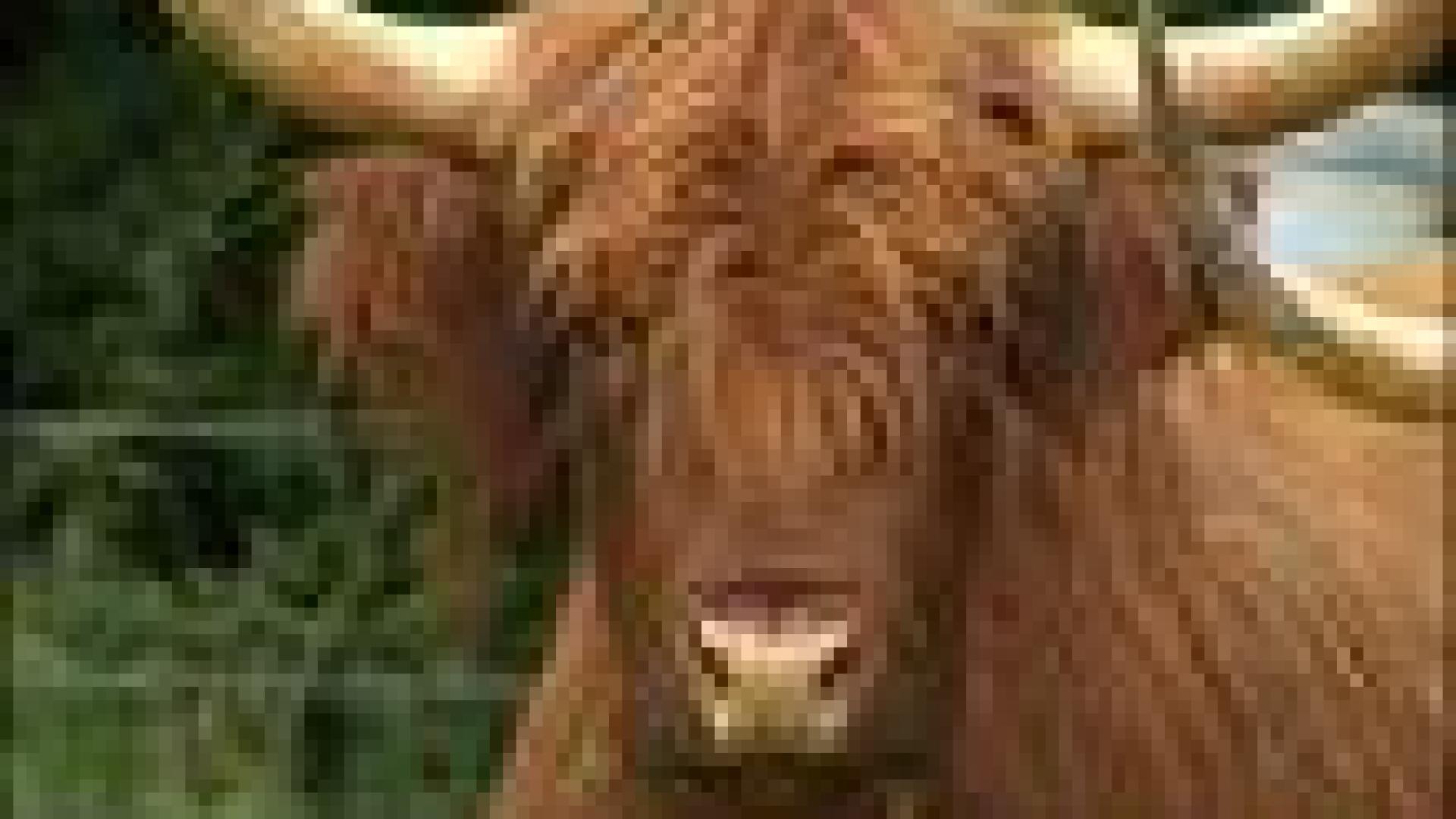 11-07-2008: Revenons à nos moutons au Préhistosite de Ramioul